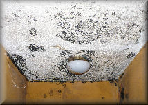 mold removal & cleanup